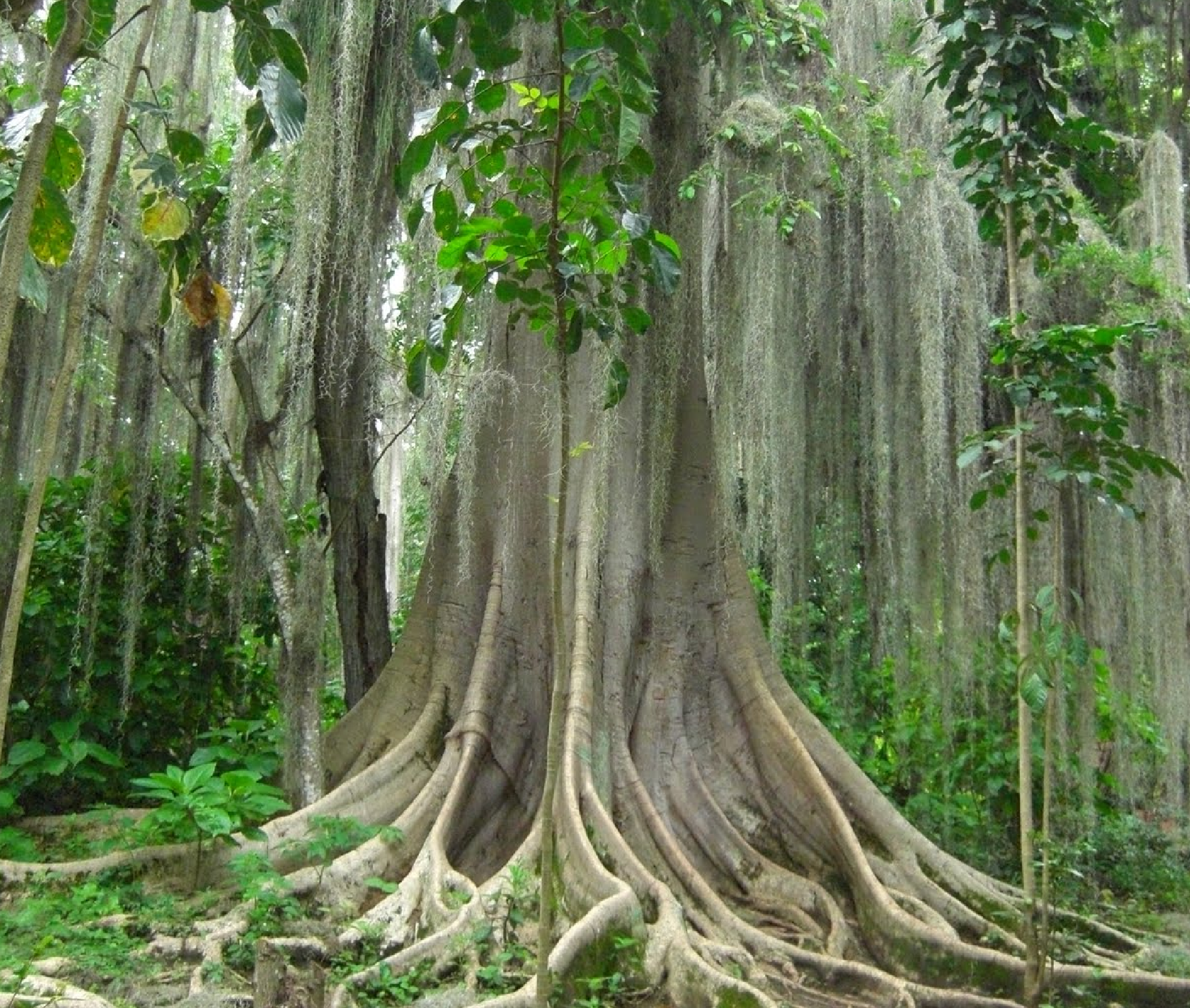 tu agencia de viajes, turismo, pasadias, transporte en ibagué, colombia